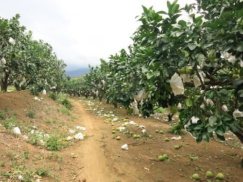 淡水農民看過來，中颱蘇迪勒造成的農作物損害將有專案補助