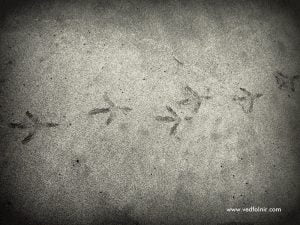 淡水沙崙海水浴場與沙灘 bird foorprint at tamsui beach sand 1