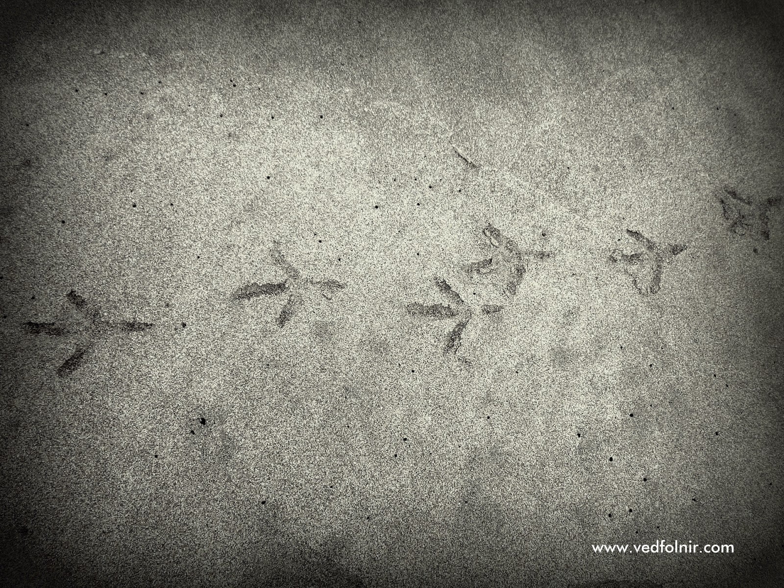 淡水沙崙海水浴場與沙灘 bird foorprint at tamsui beach sand 1